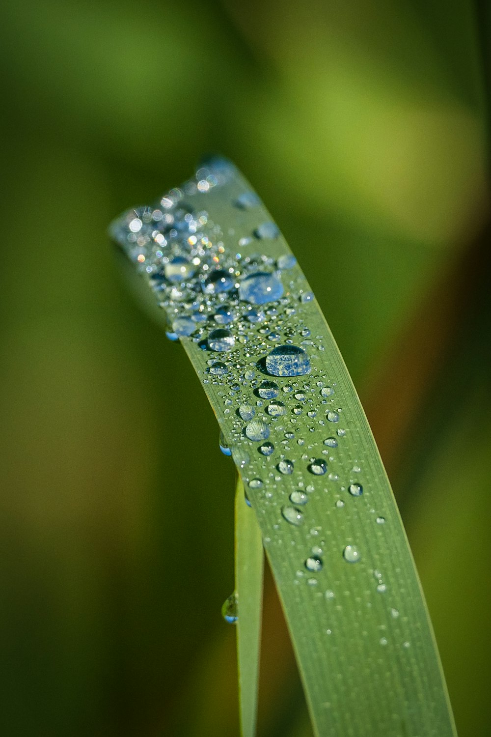 a close up of a leaf