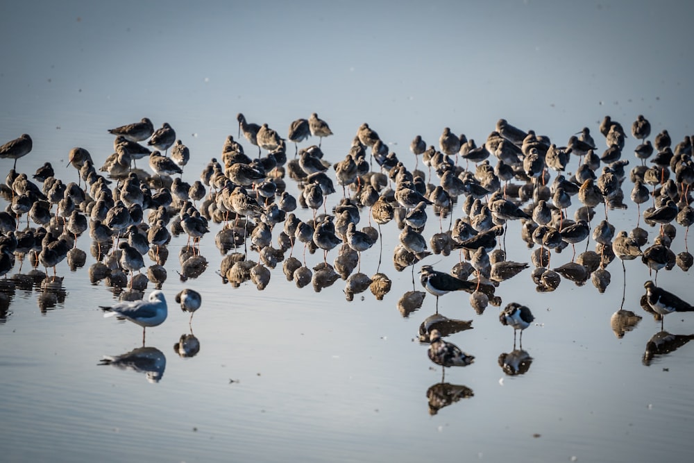 a flock of birds on the water