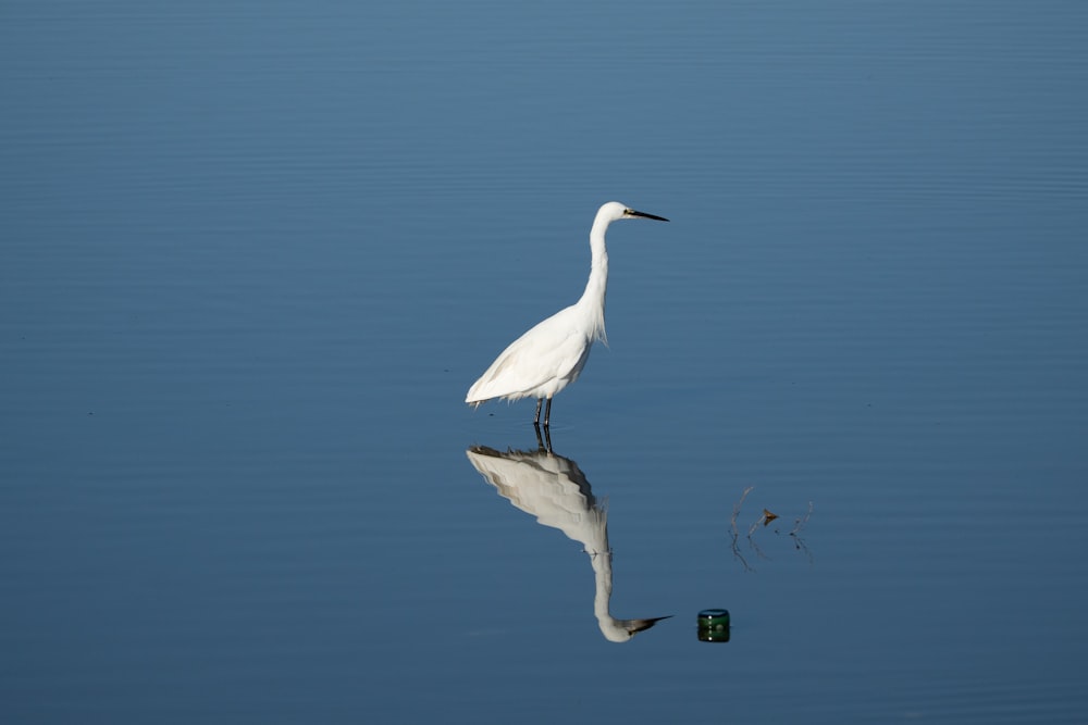 a white bird on a small island