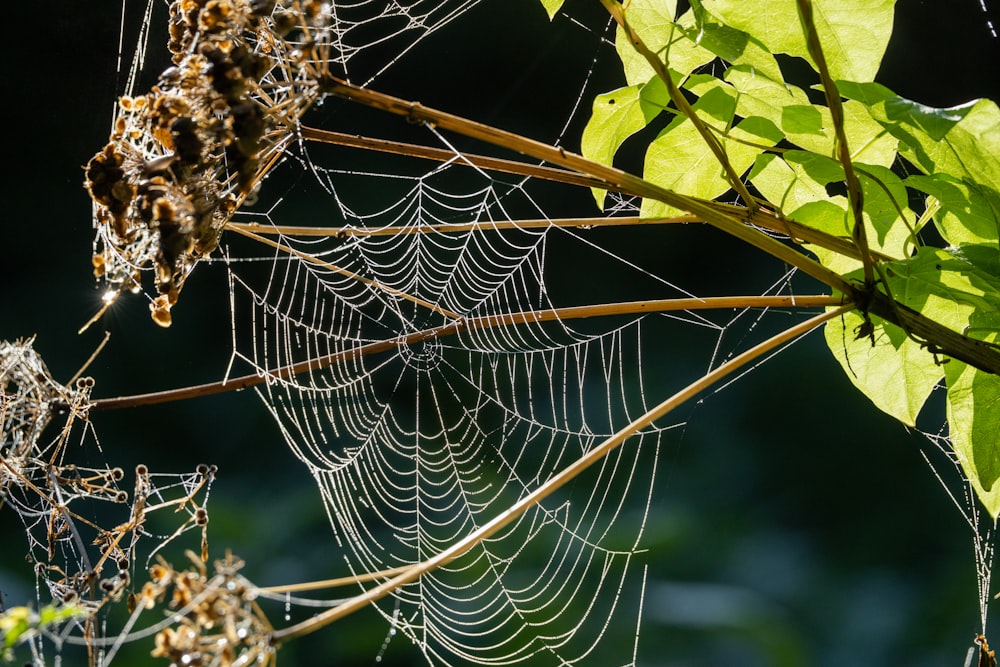 a spider in a web