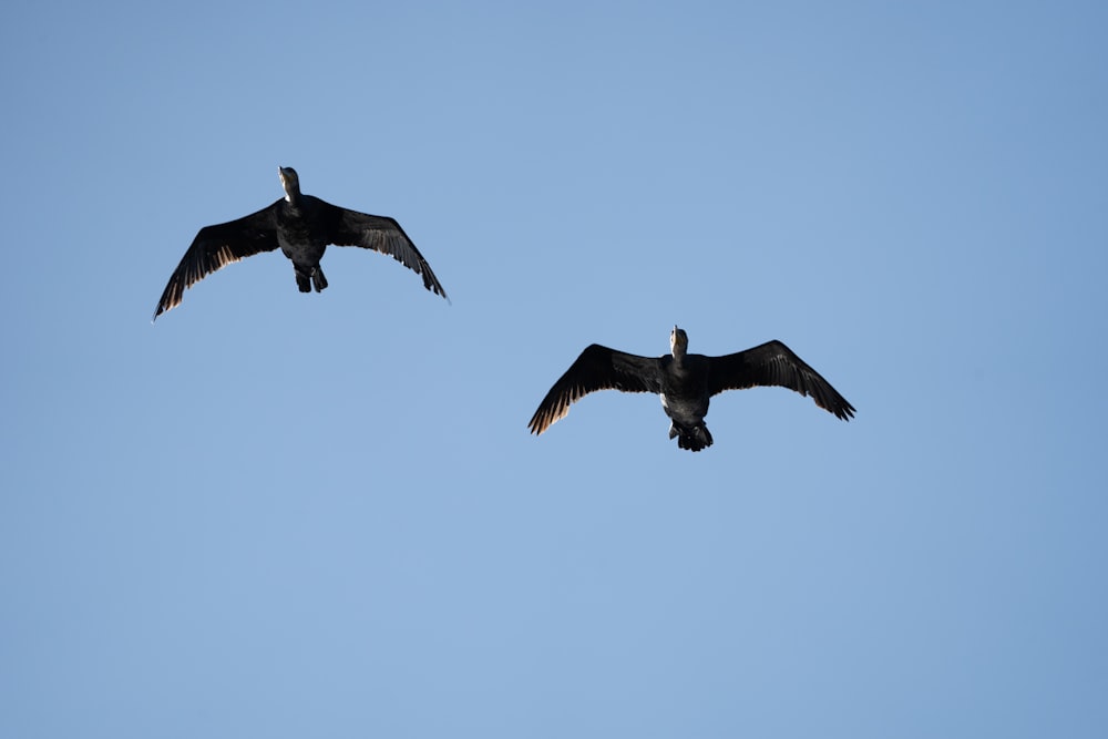 a pair of birds flying in the sky
