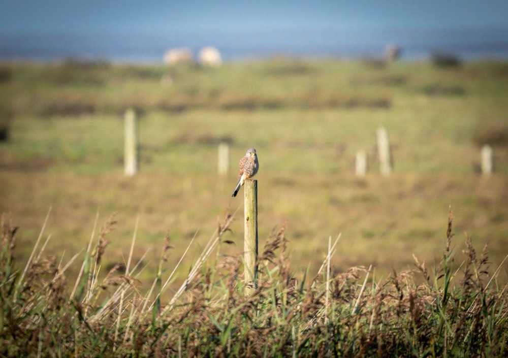 a bird on a stick in a field