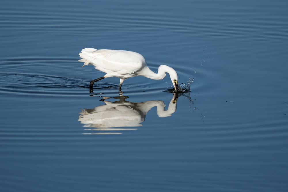 a white bird with a long beak on a small island in the water
