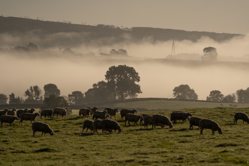 a herd of cows grazing in a field
