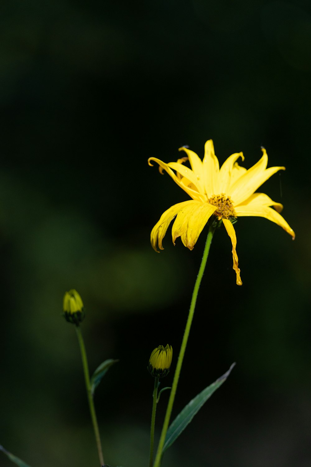 a yellow flower with green leaves