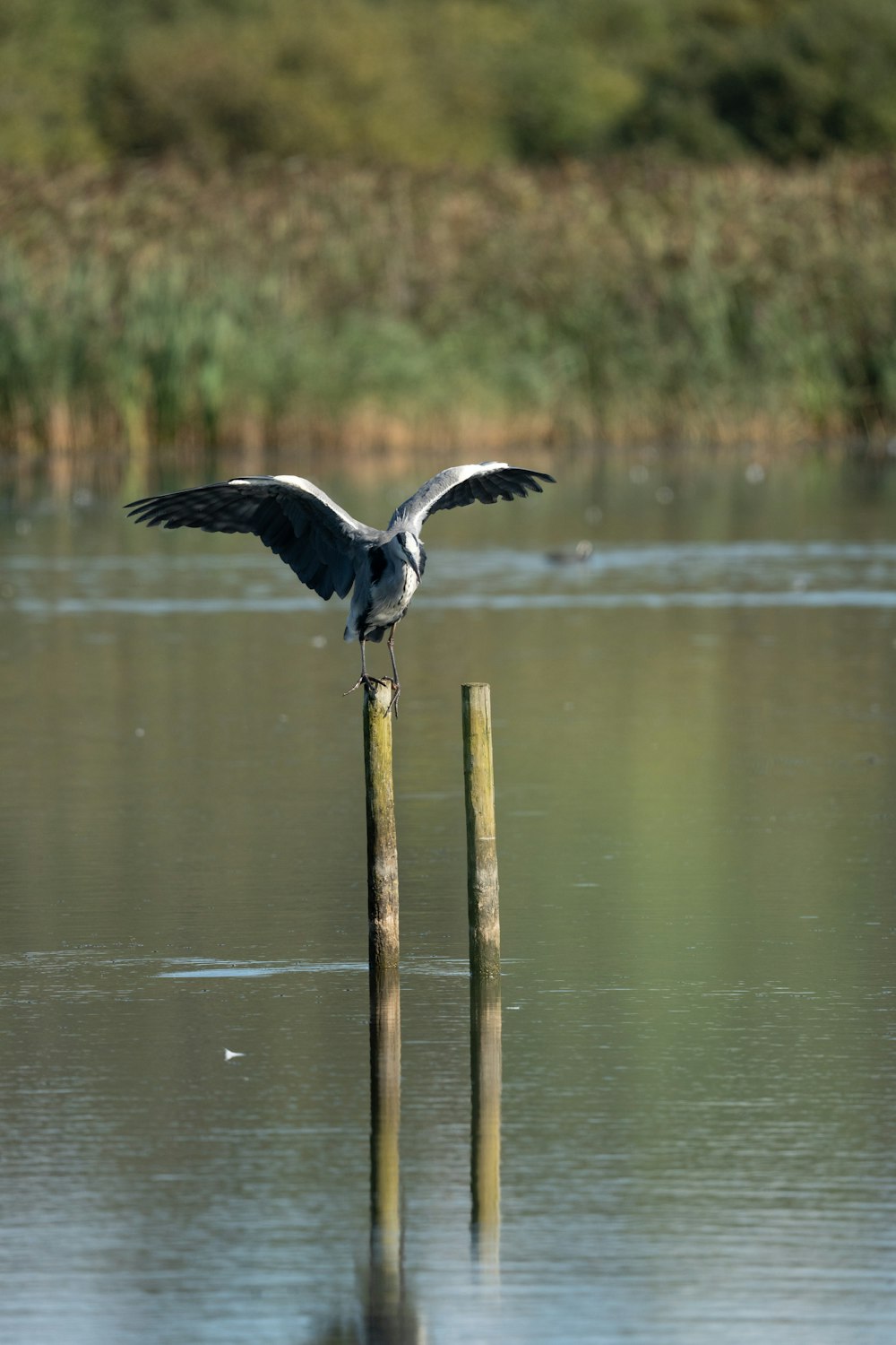 a bird on a stick in the water