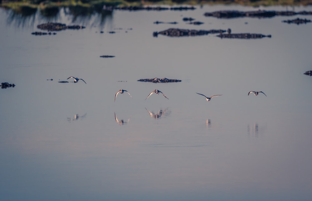 birds flying over water