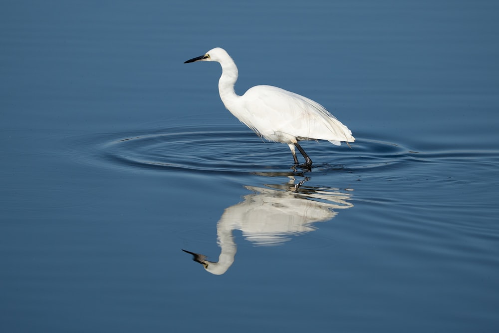 a white bird on a reflective surface