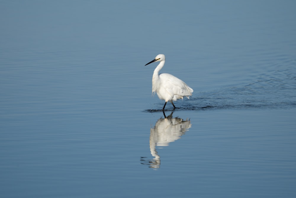 a bird standing on a rock in the water