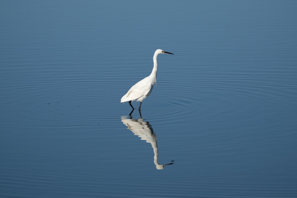 a bird standing on a rock in the water