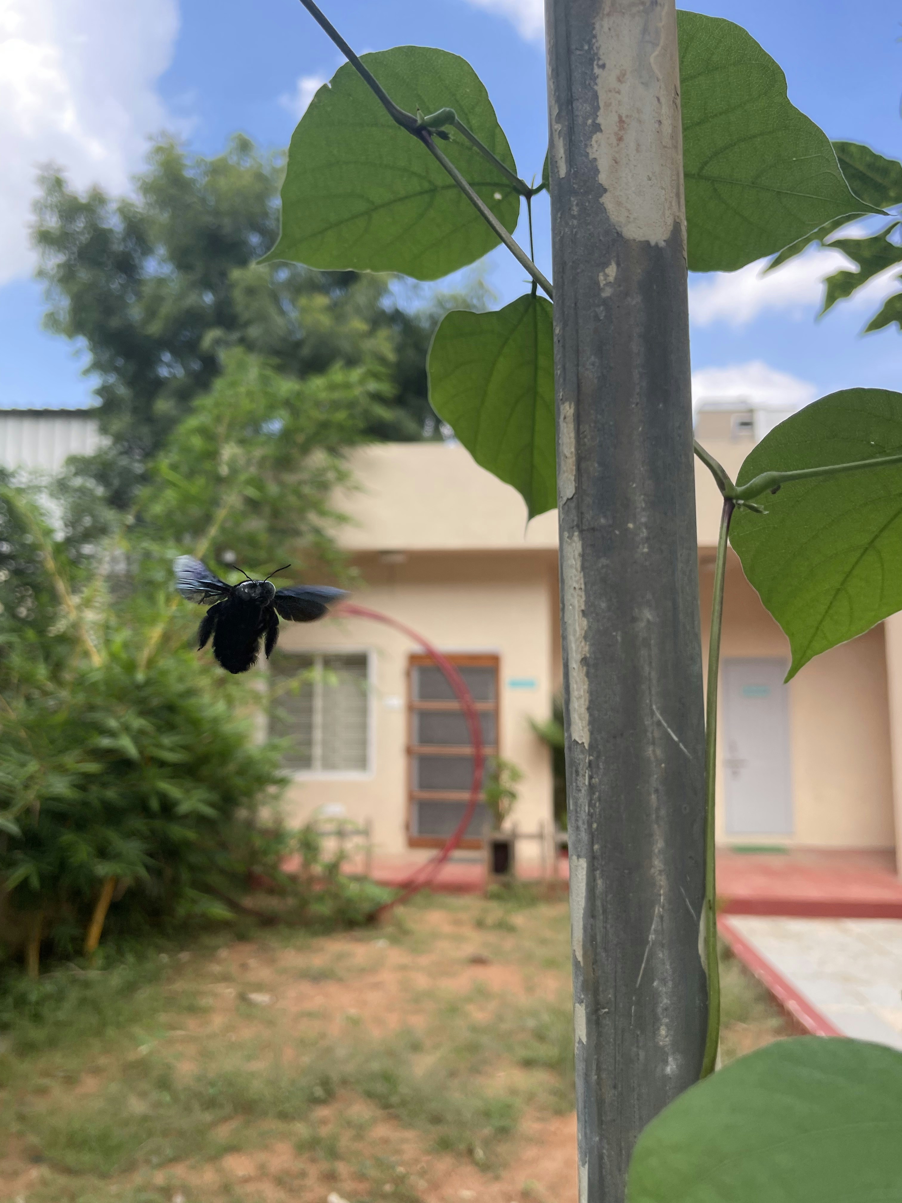 una farfalla su un albero