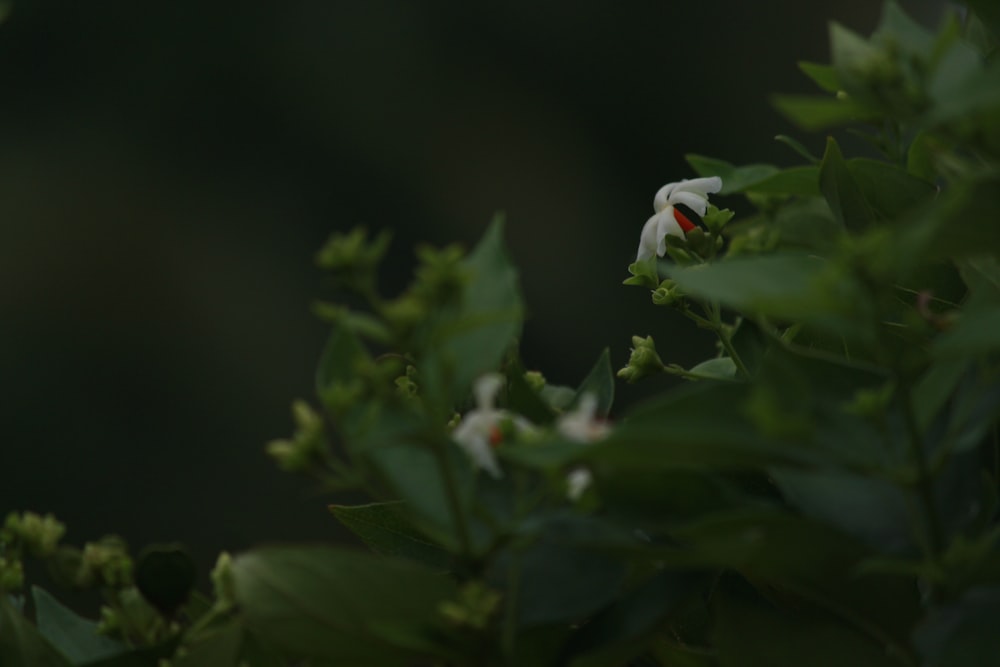 a couple of birds on a tree branch