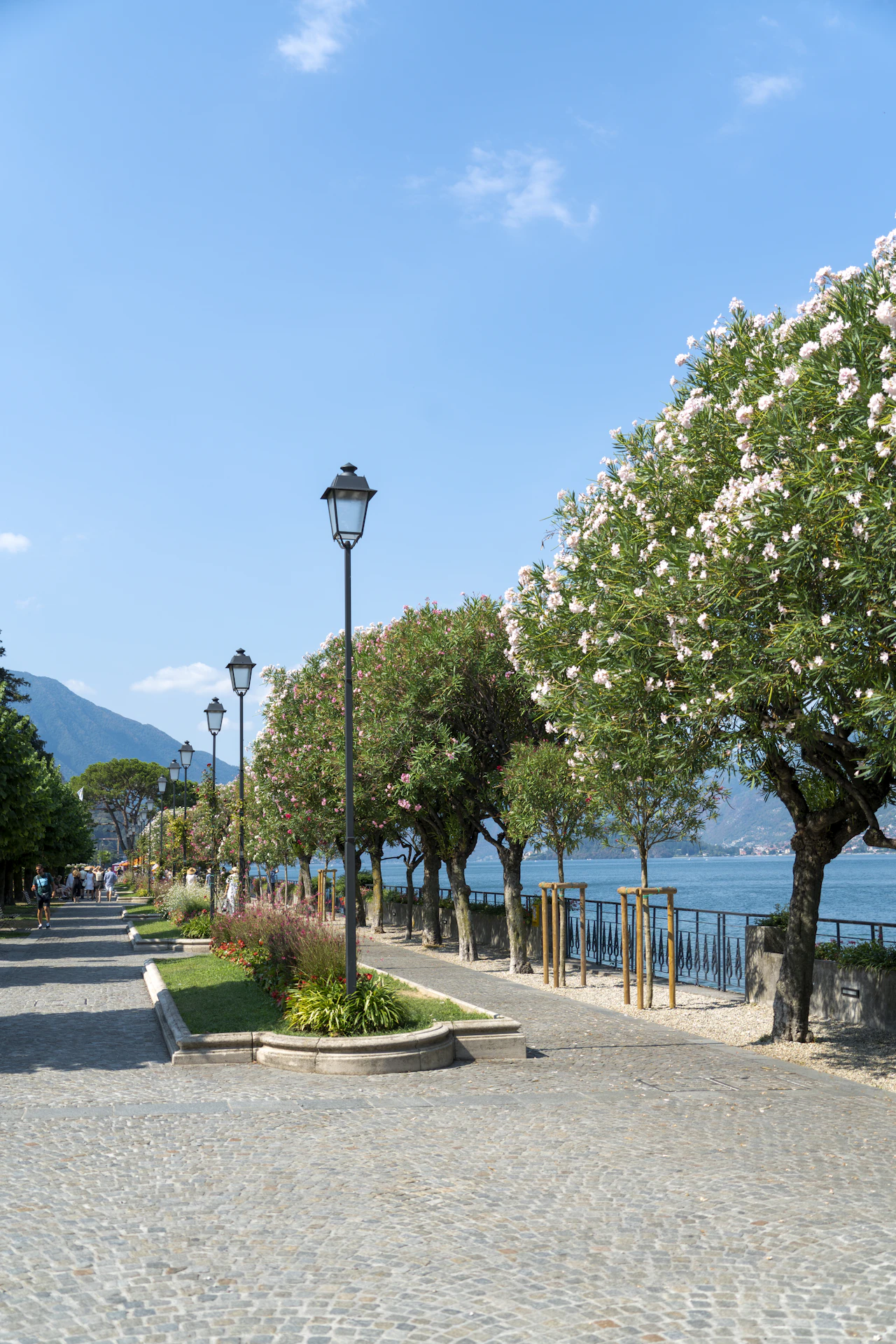 A shaded path along the lake shore