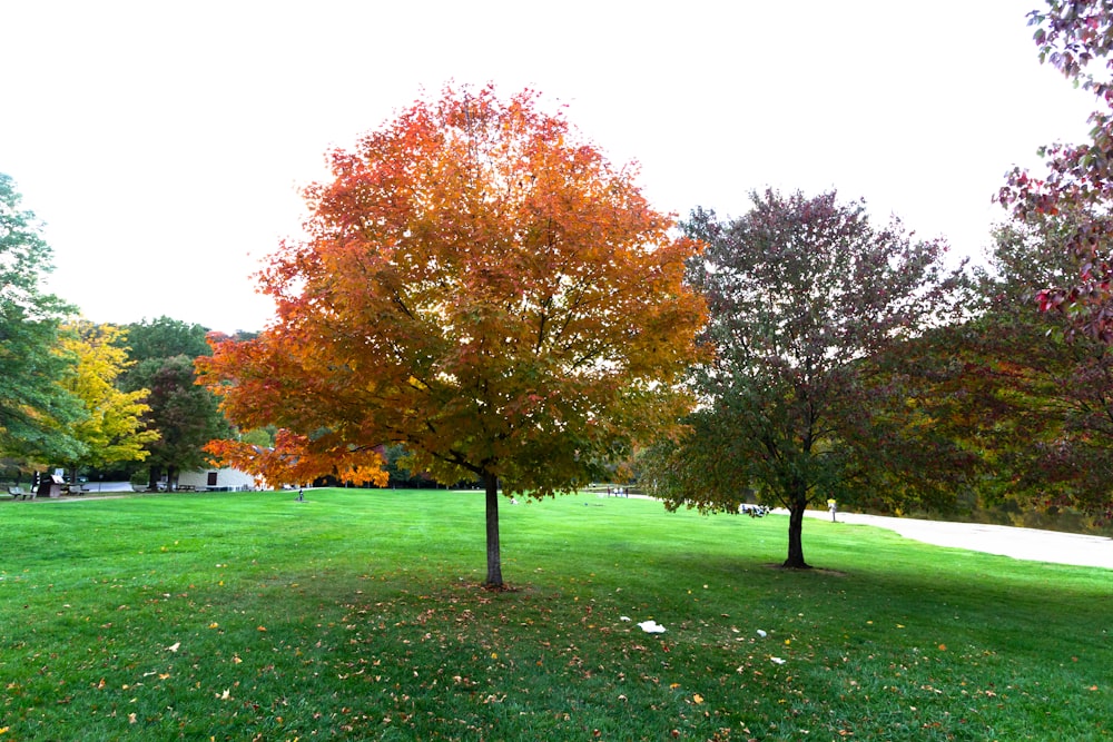 a group of trees in a park