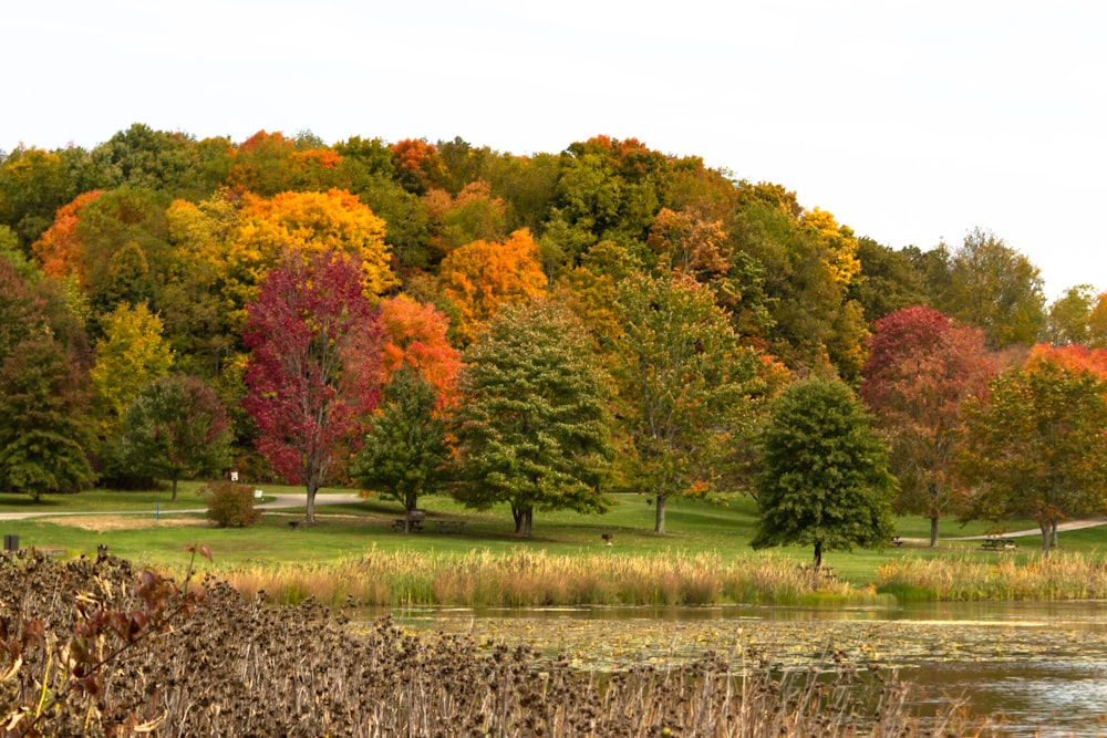 a large green field with trees