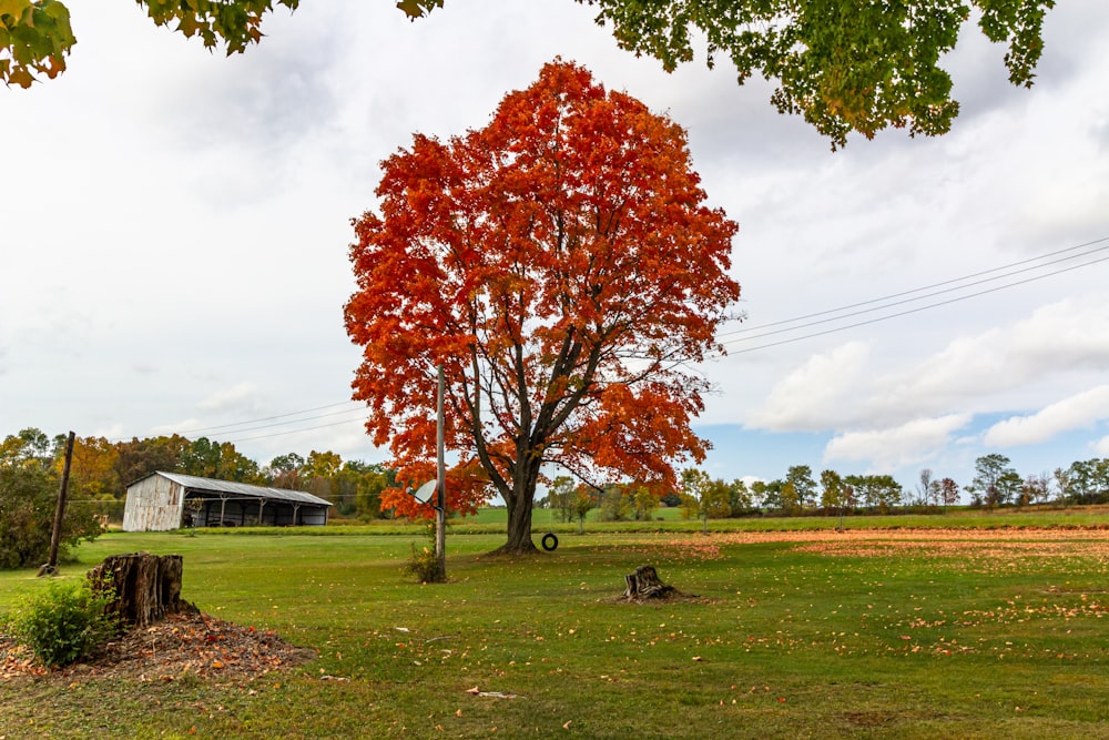 a tree in a field