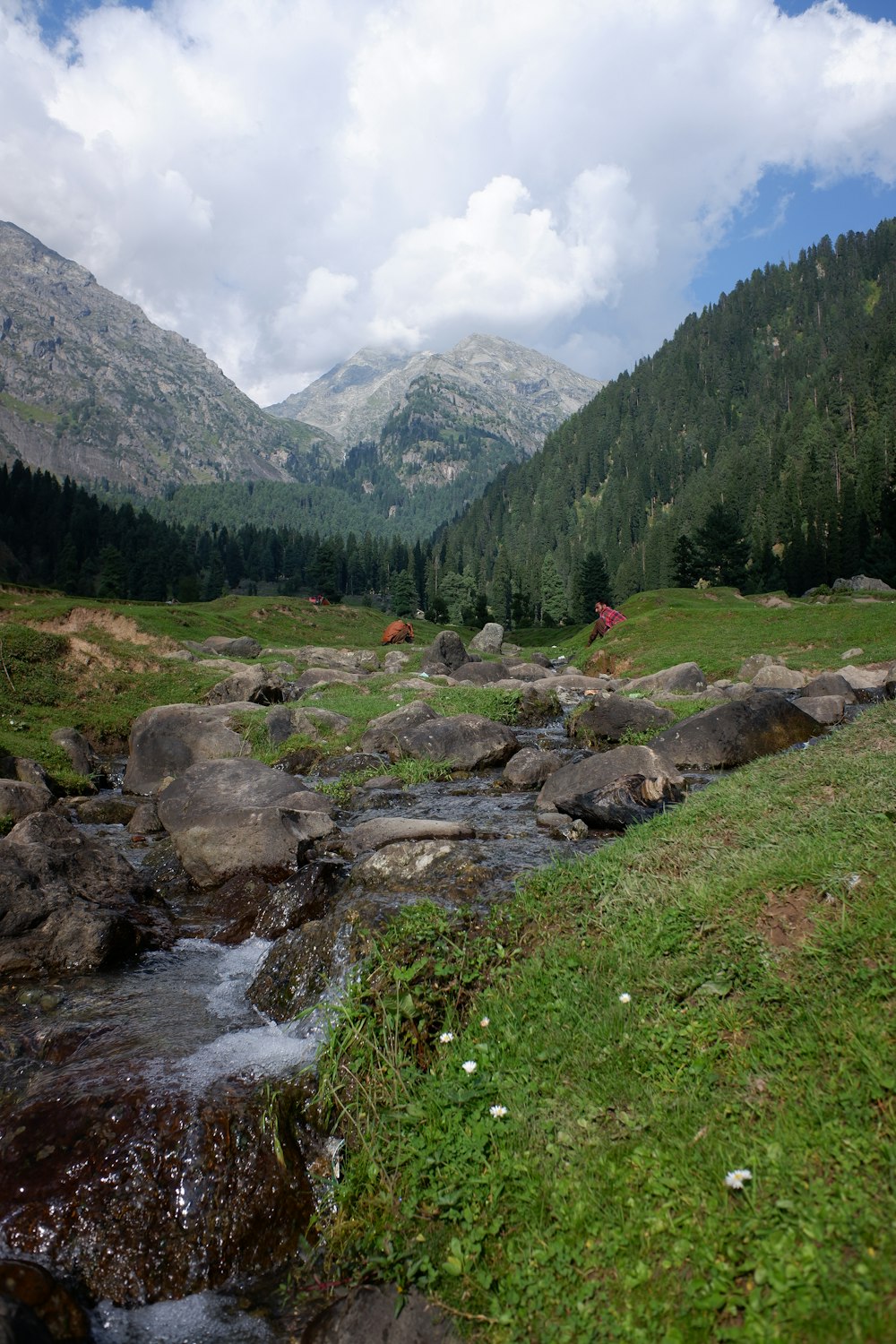 a stream running through a grassy area with mountains in the background