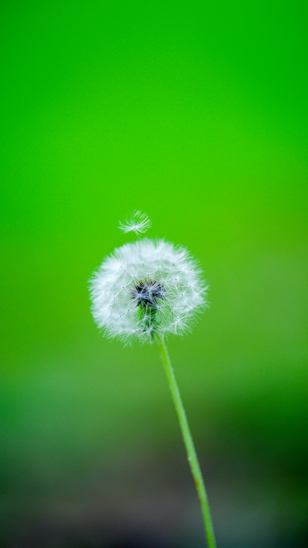 a dandelion flower on a green background