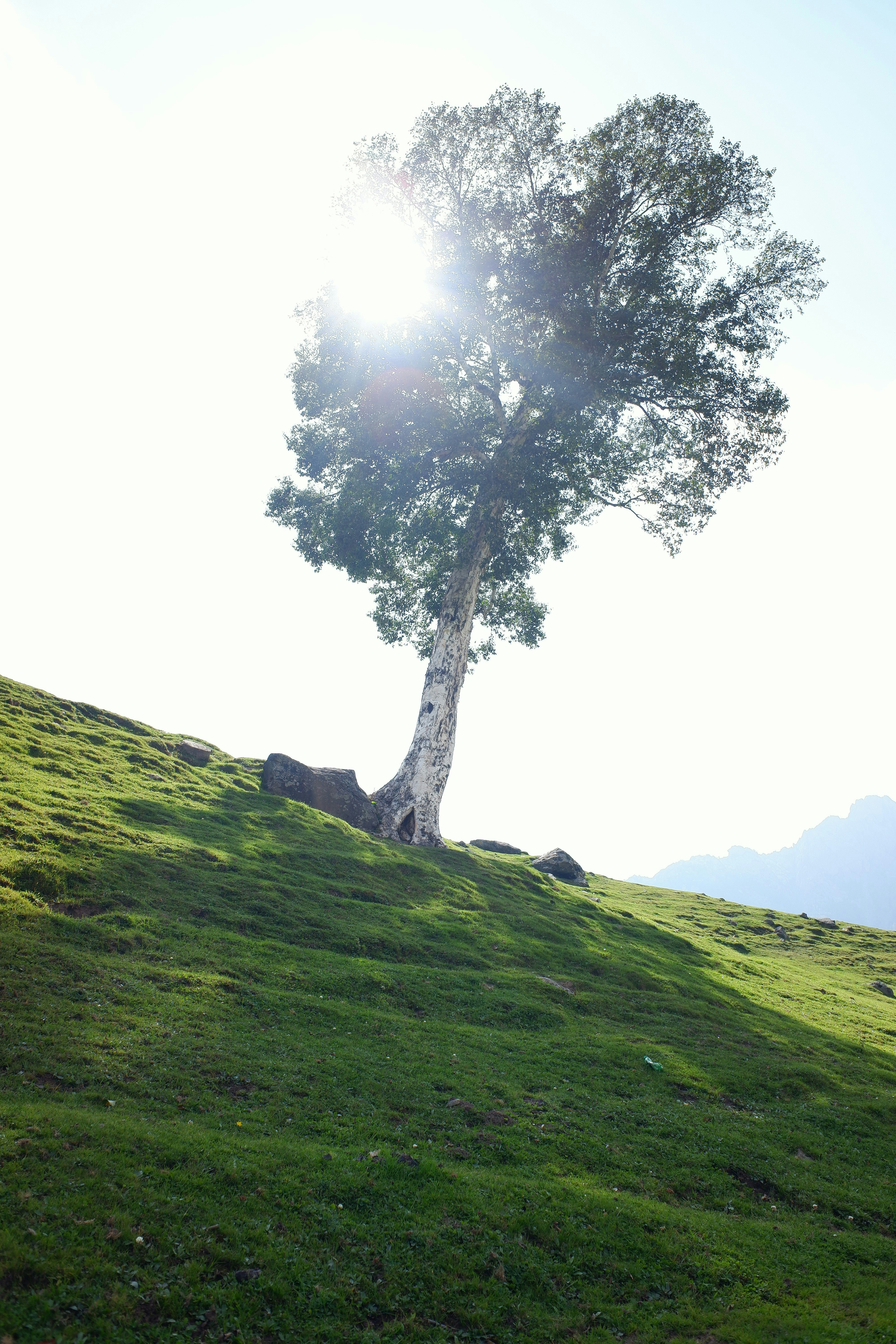 Un albero su una collina