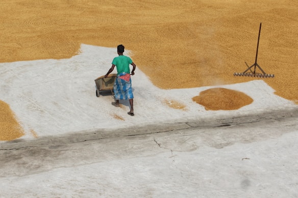A person wearing a green shirt and a blue checkered sarong is spreading grains on a large concrete surface using a cart. Next to them, there is a rake, suggesting the activity is part of a drying or processing process for the grains.