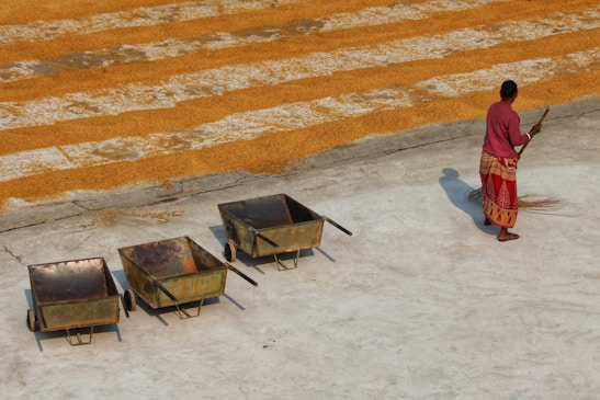 A person wearing a red and orange patterned skirt and purple top sweeps an area next to three empty wheelbarrows. Behind them is a large section of evenly spread grain drying in the sun on a concrete surface.