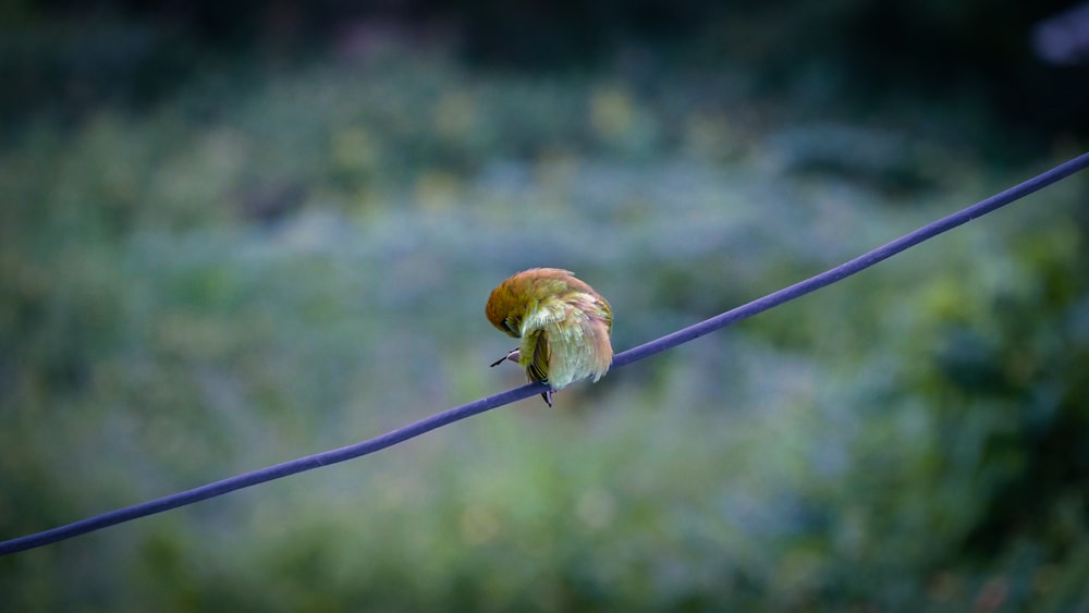 a small yellow bird on a wire