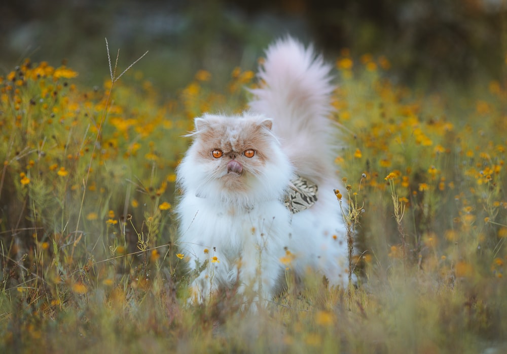 a cat in a field of yellow flowers