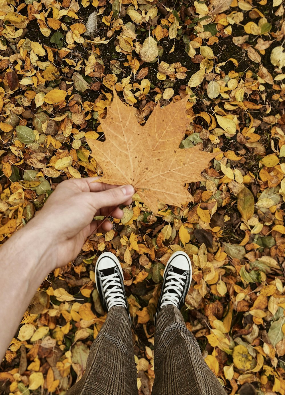 a person's hand on a pile of leaves
