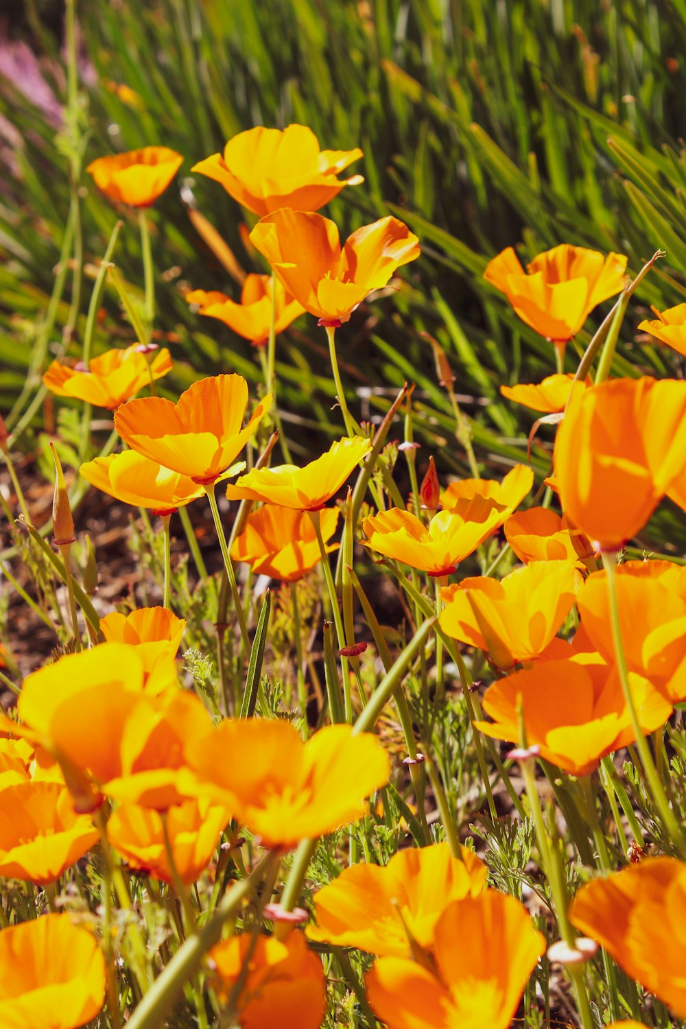 a group of orange flowers