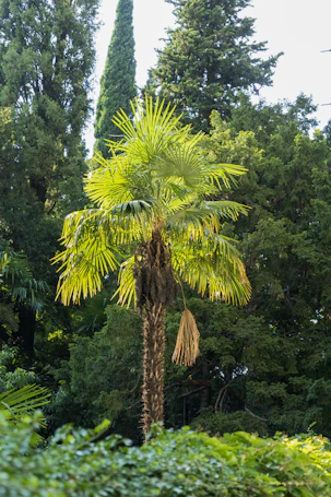 a tall tree in a forest