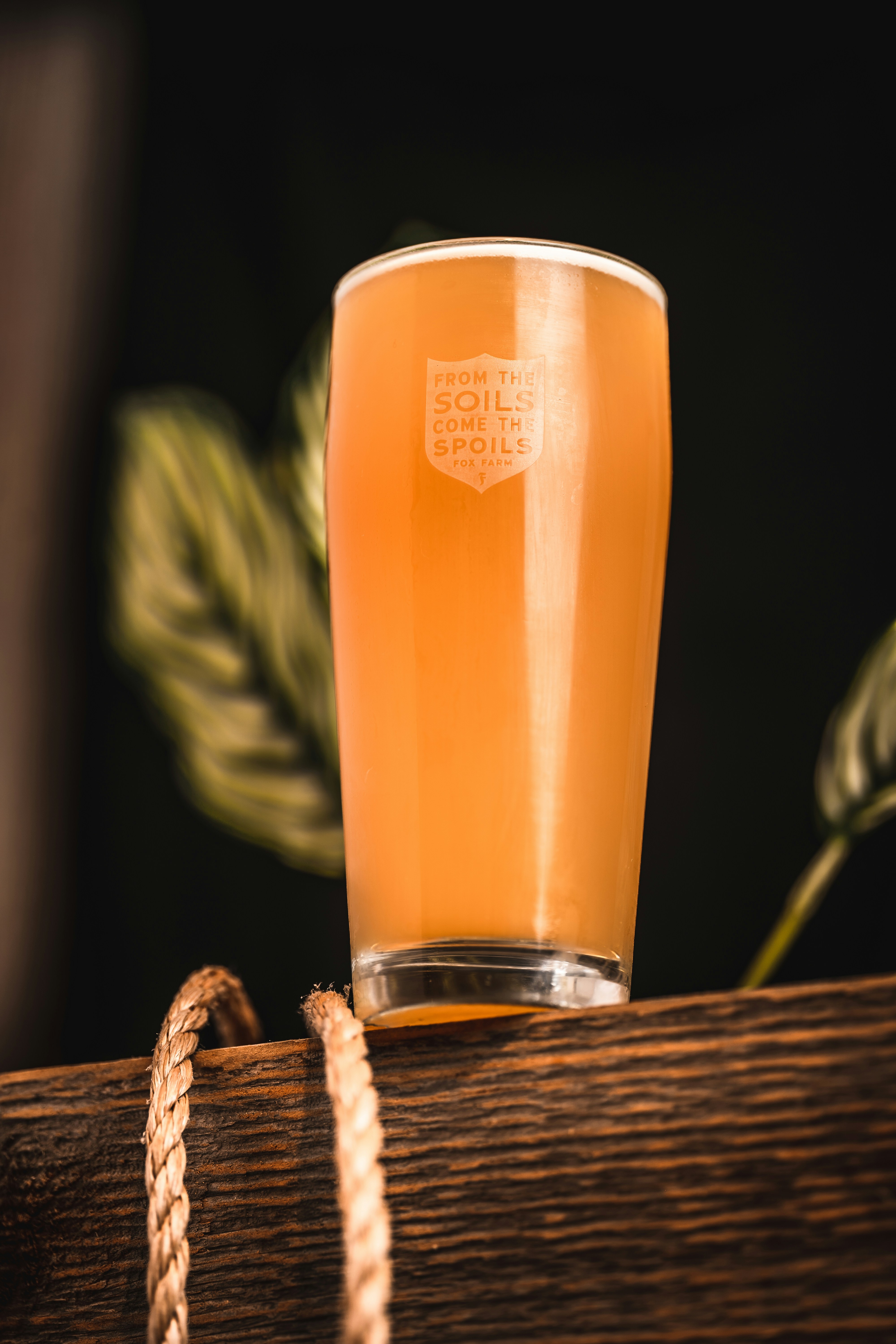 Photo by stevecancel