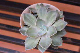 a plant with green leaves