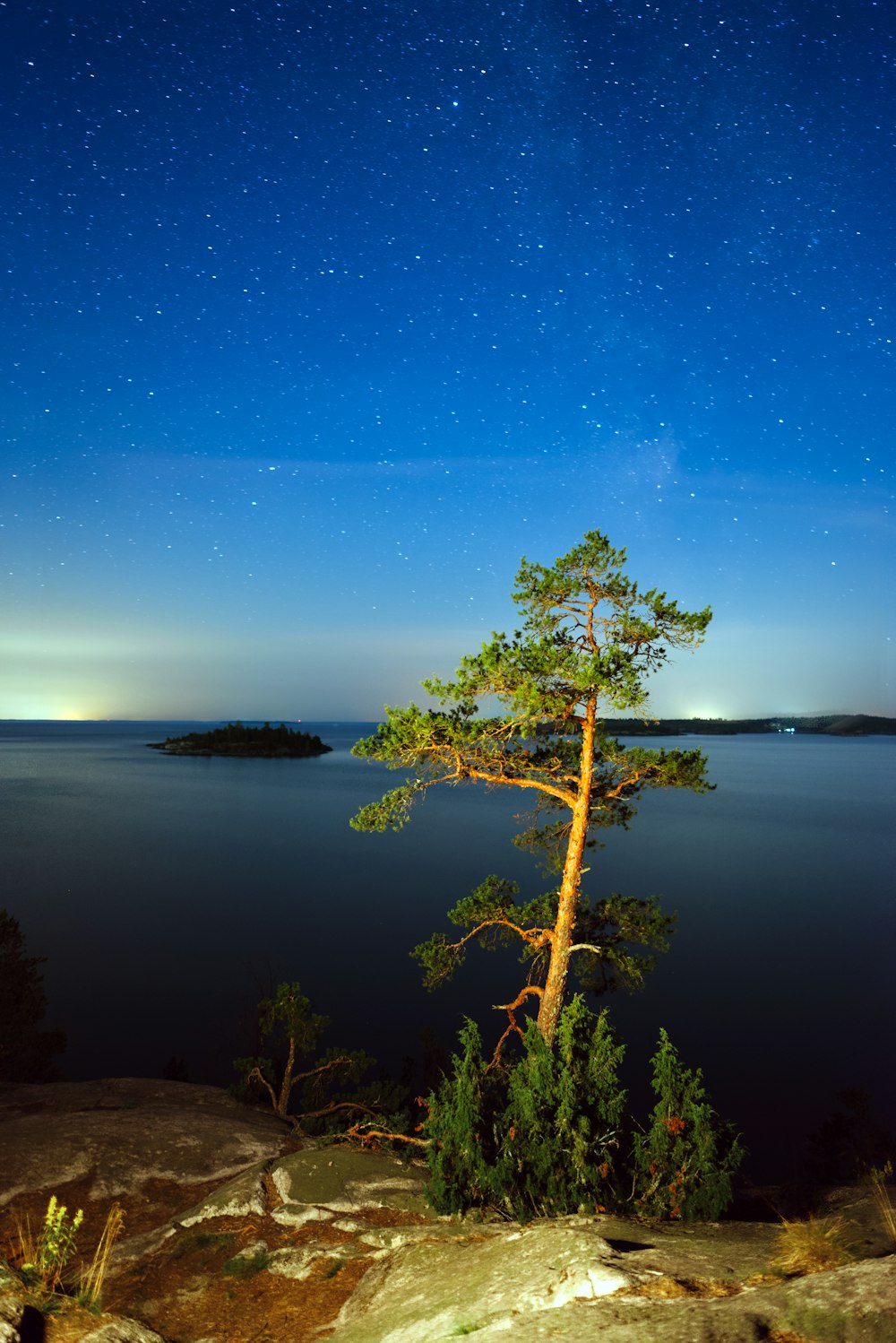 a tree on a rocky cliff overlooking a body of water