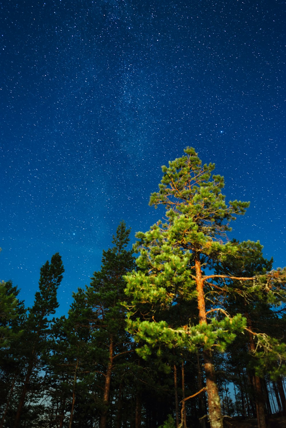 a group of trees with stars in the sky