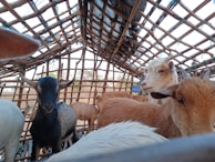 Several goats are inside a simple wooden structure made of sticks. The enclosure is rustic and open, with a grid-like pattern that allows light to filter through. The goats vary in color, including brown, black, and white, and are huddled close together.
