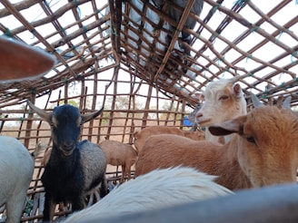 Several goats are inside a simple wooden structure made of sticks. The enclosure is rustic and open, with a grid-like pattern that allows light to filter through. The goats vary in color, including brown, black, and white, and are huddled close together.