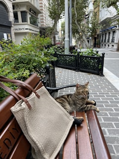 A tabby cat is lounging on a wooden bench next to a beige knitted bag. The bench is situated on a paved sidewalk lined with greenery and trees. Nearby, there are closed shops with intricate architectural designs.