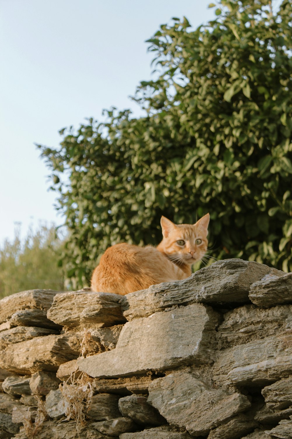 a cat sitting on a rock