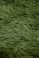 Freshly laid turf with visible tight seams and natural alignment.