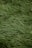 Lush, dense green grass covering the ground with blades neatly lying in a uniform pattern.