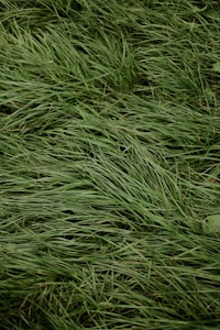 Lush, dense green grass covering the ground with blades neatly lying in a uniform pattern.