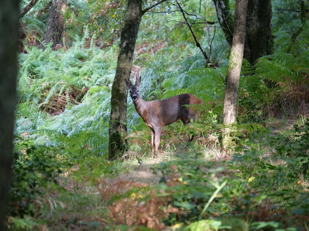 a deer in the woods