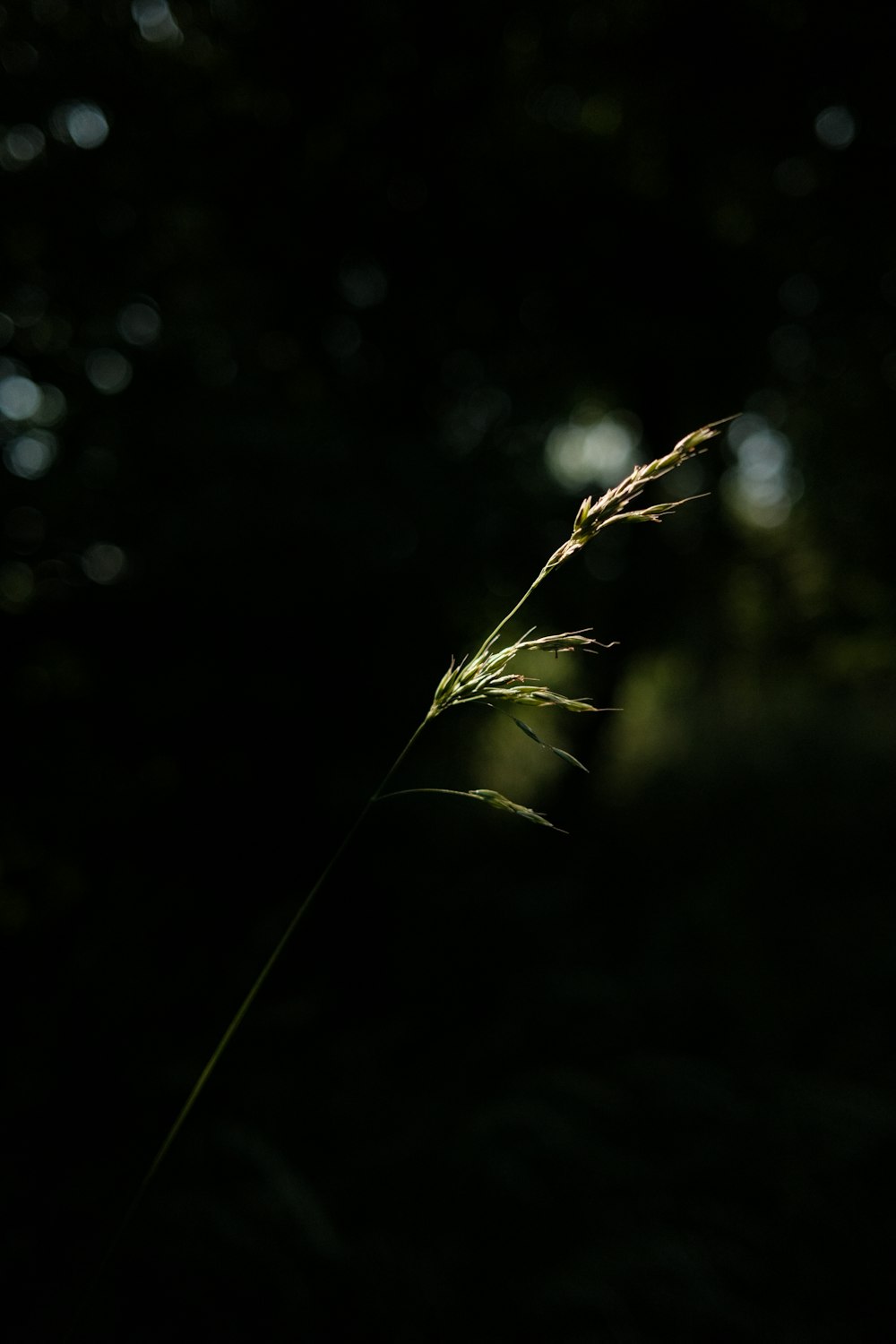 a close up of a plant