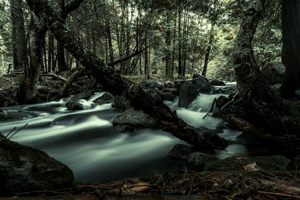 a stream in a forest