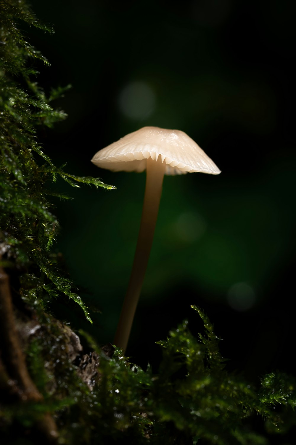 a white mushroom growing out of a tree