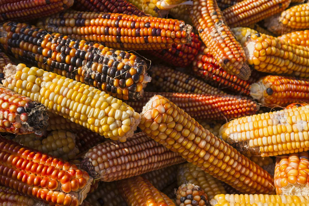 Maíz de colores: semillas que guardan siglos de historia