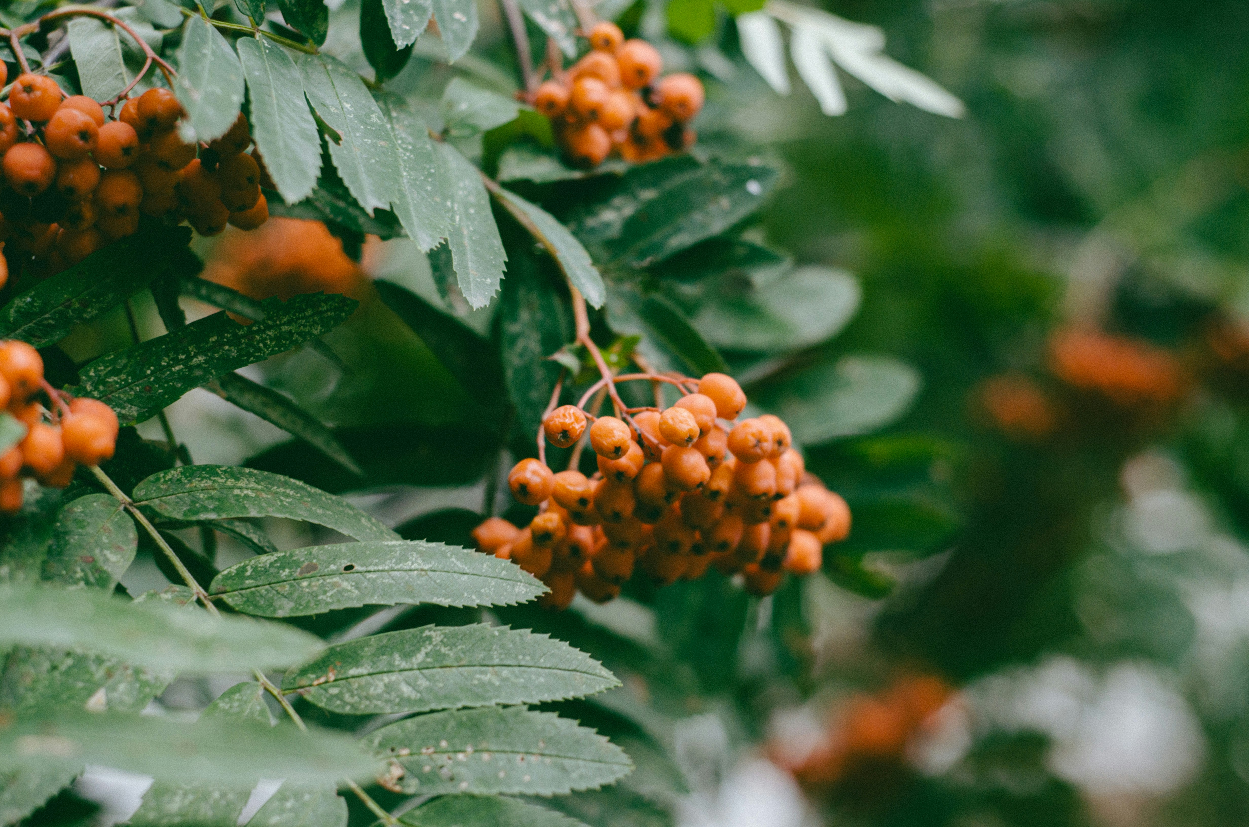 Photo by indi_grunge