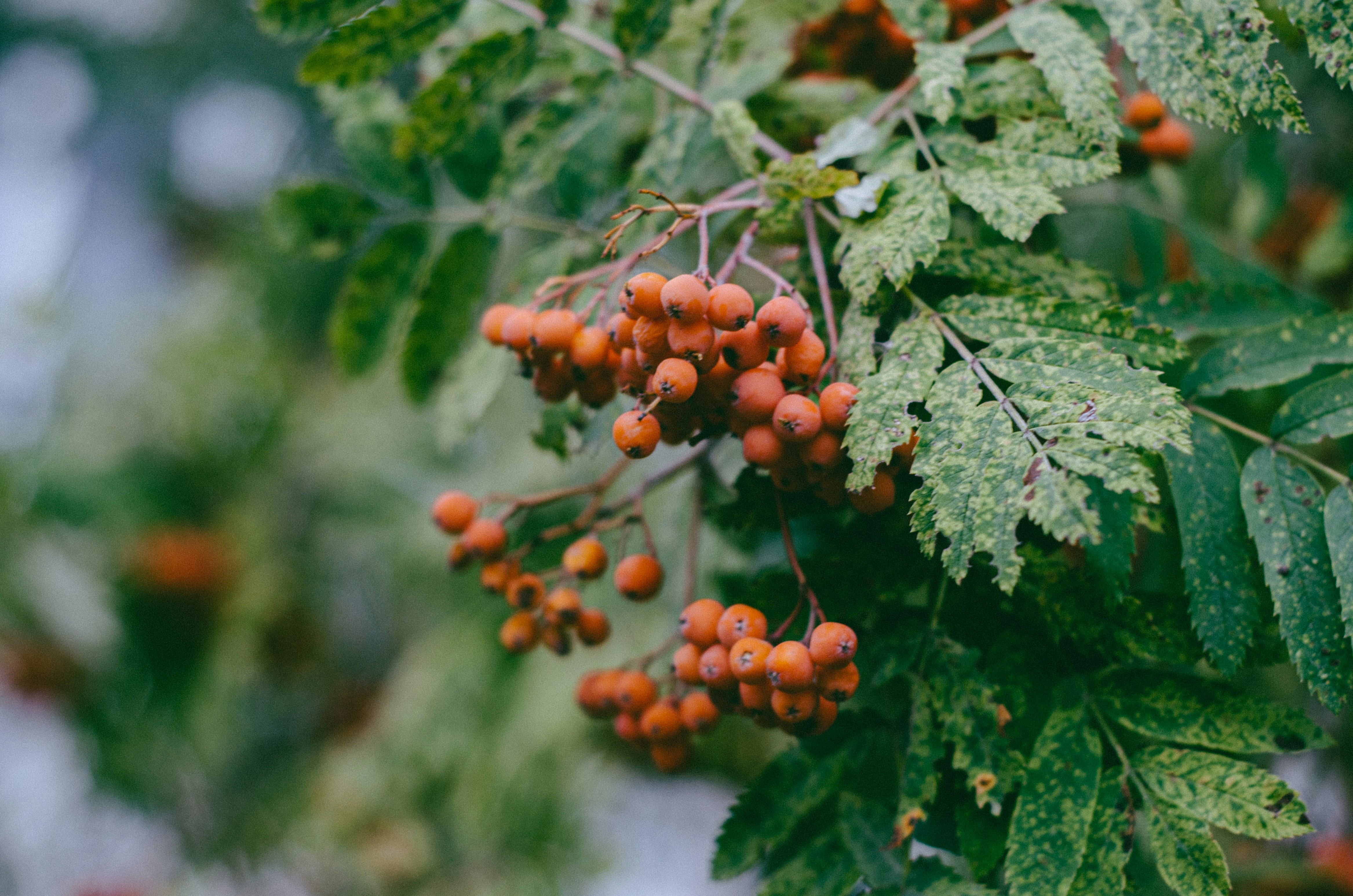 Photo by indi_grunge