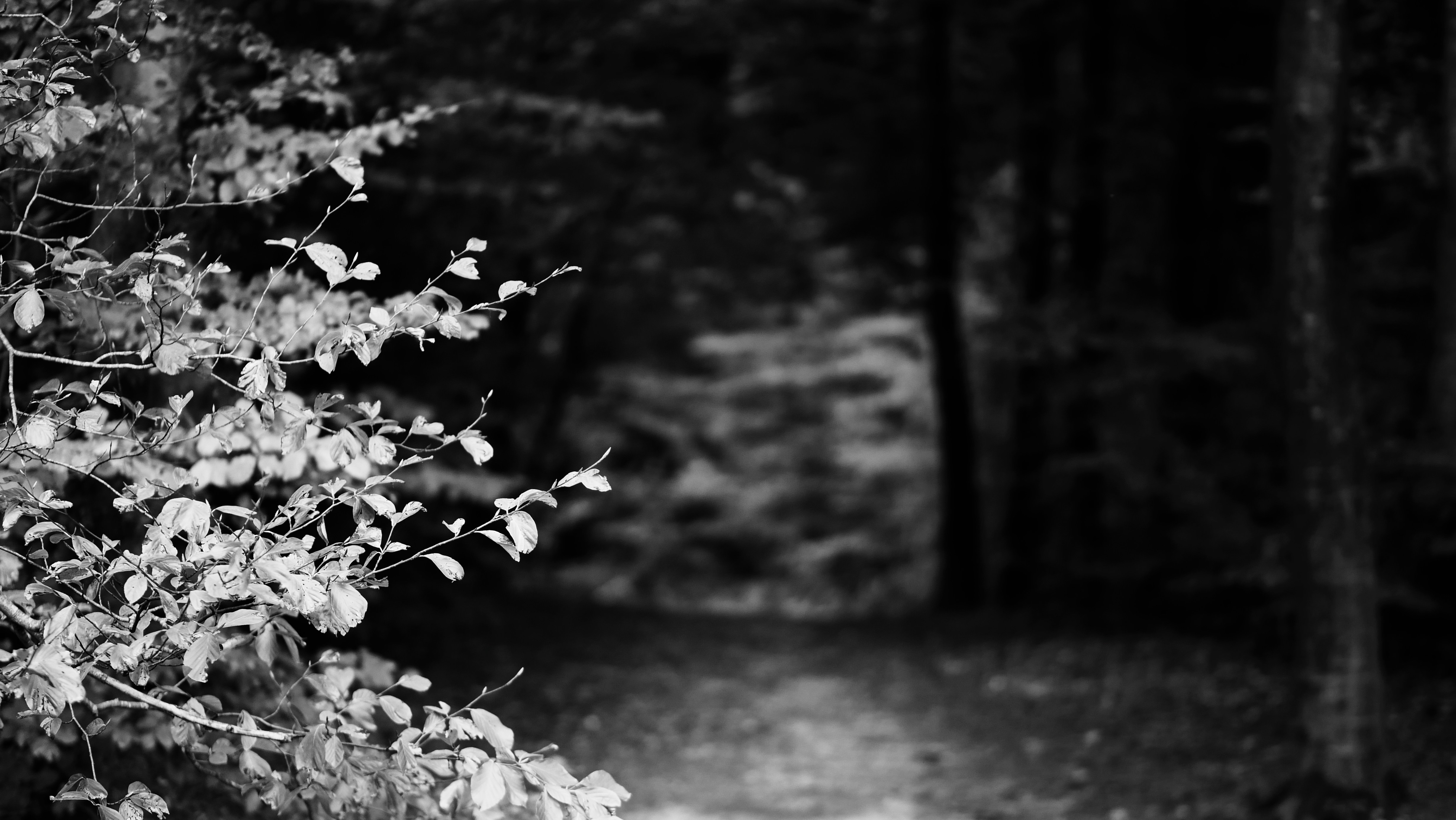 Photo by christiangafenesch