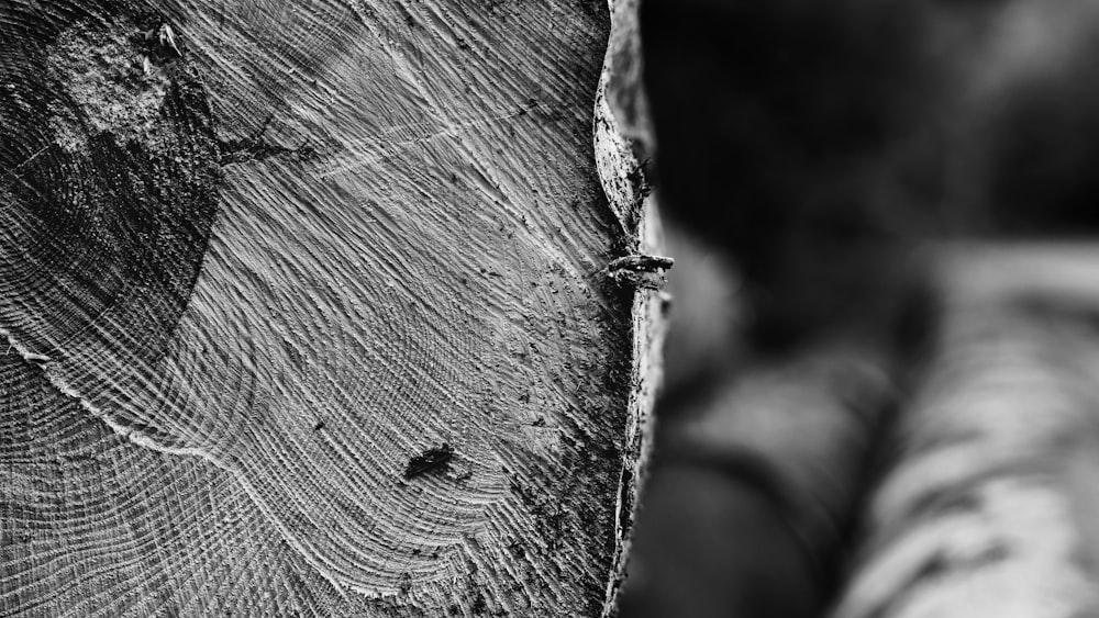 a close-up of a tree trunk